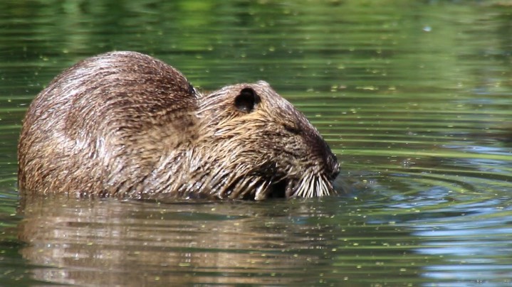 Nutria (Coypu) (Washington)