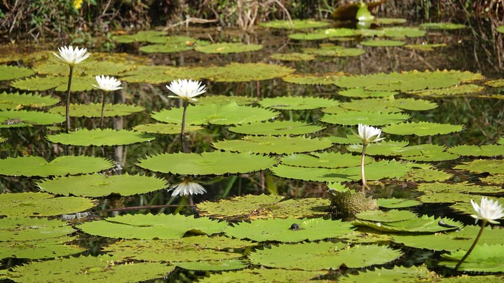 Nymphaea ampla2