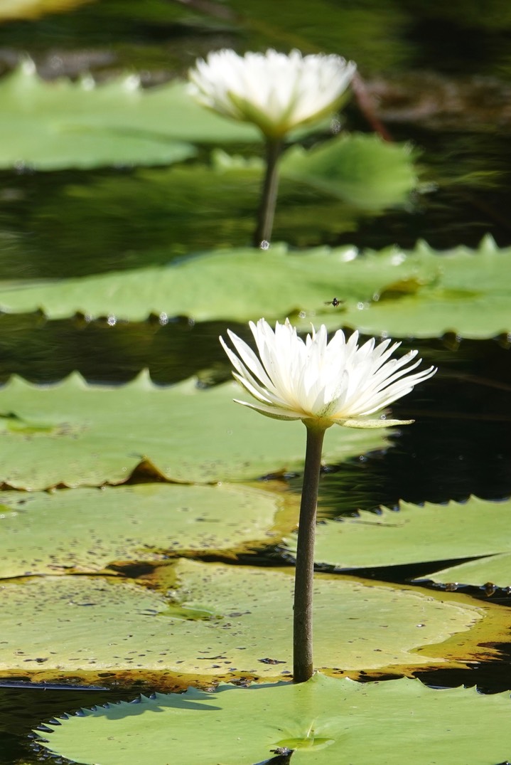 Nymphaea ampla4