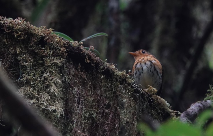 Ochre-breasted Antpitta1