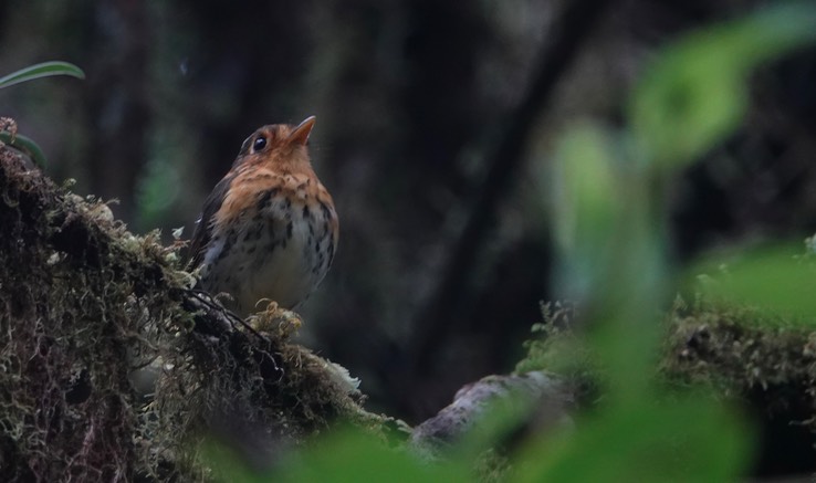 Ochre-breasted Antpitta2