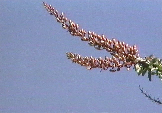 Ocotillo