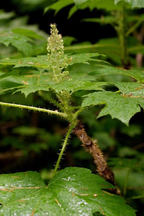 Oplopanax horridum1