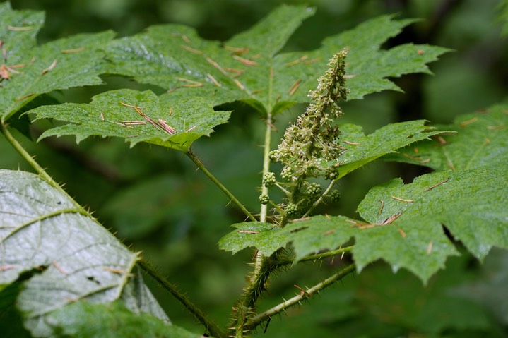 Oplopanax horridum2