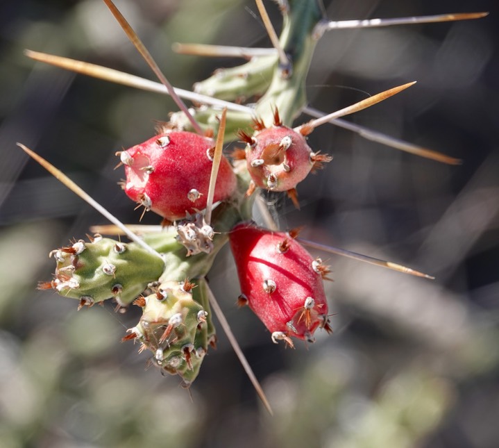 Opuntia leptocaulis 6 Big Bend National Park, Texas (1)