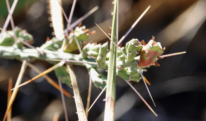 Opuntia leptocaulis 7 Big Bend National Park, Texas