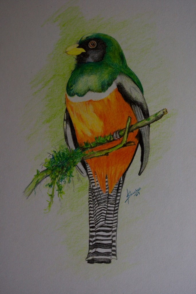 orange-bellied-trogon_med