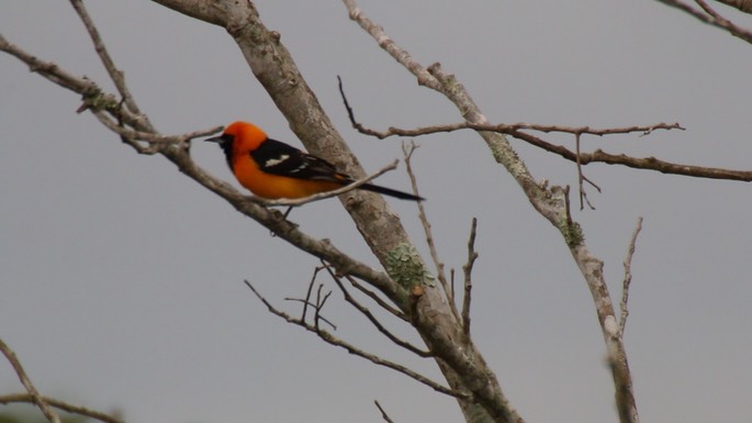 Oriole, Altamira 1