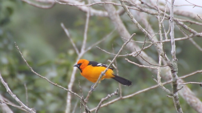 Oriole, Altamira 3