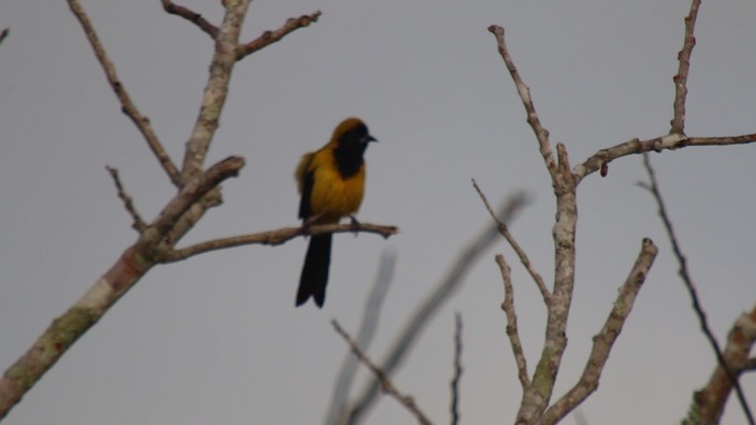 Oriole, Black-cowled