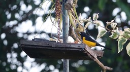 Oriole, Black-vented - Icterus wagleri - Rancho Primavera, El Tuito, Jalisco, Mexico