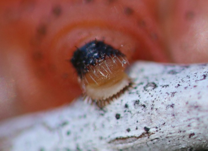 Oslar’s Oakworm Moth  Anisota oslari5