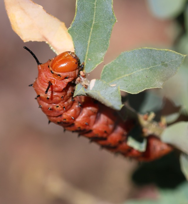 Oslar’s Oakworm Moth  Anisota oslari 1