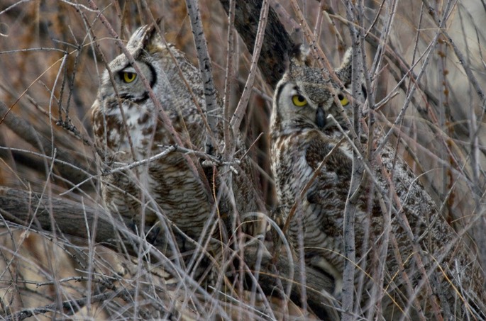 Owl, Great Horned 1