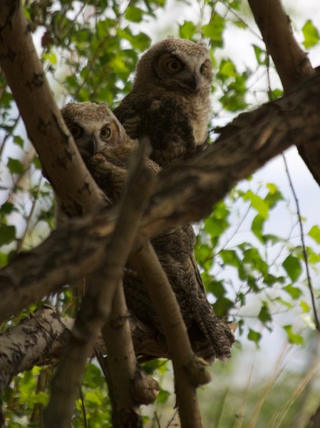 Owl, Great Horned 1