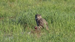 Owl, Great Horned (Washington)