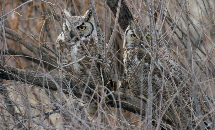 Owl, Great Horned2