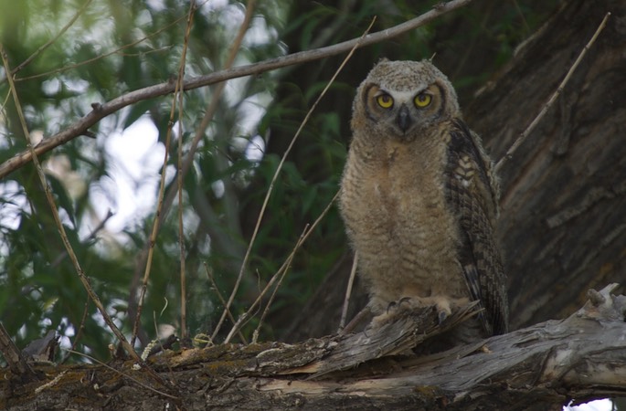 Owl, Great Horned3