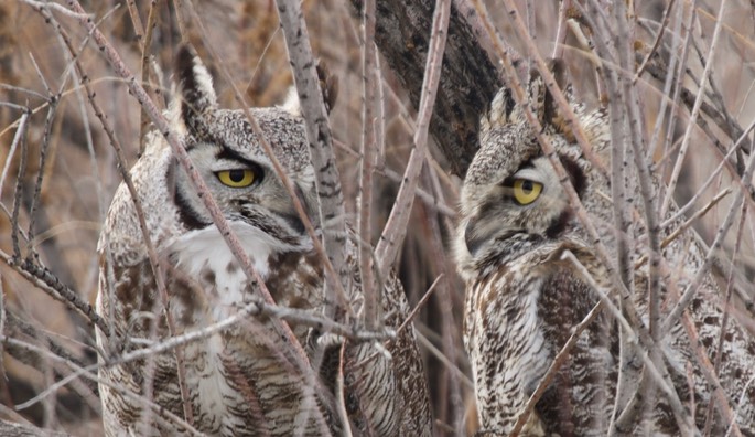 Owl, Great Horned3