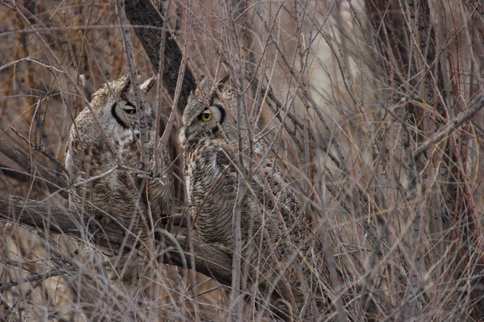 Owl, Great Horned4