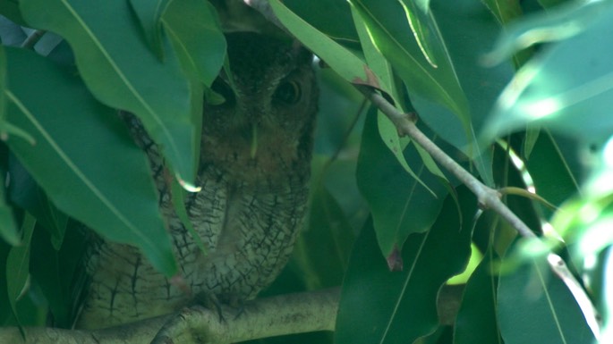 Owl, Tropical Screech