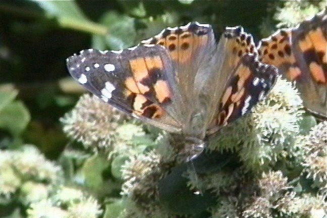 Painted Lady 1