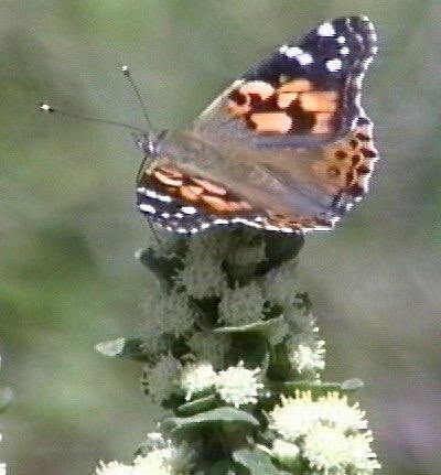 Painted Lady 2