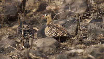 Painted Sandgrouse, Pterocles indicus5