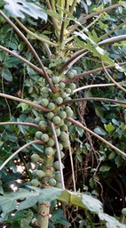 Papaya, Wild - Carica papaya