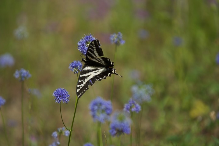 Papilio eurymedon 1