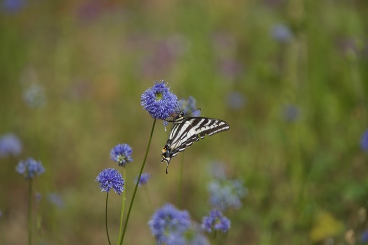 Papilio eurymedon 4