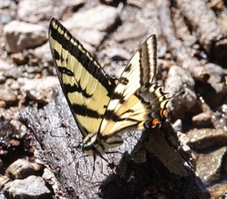 Papilio rutulus3