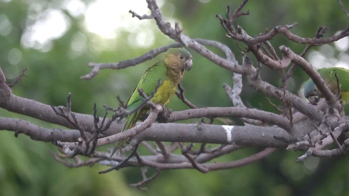 Parakeet, Brown-throated (Colombia) 1