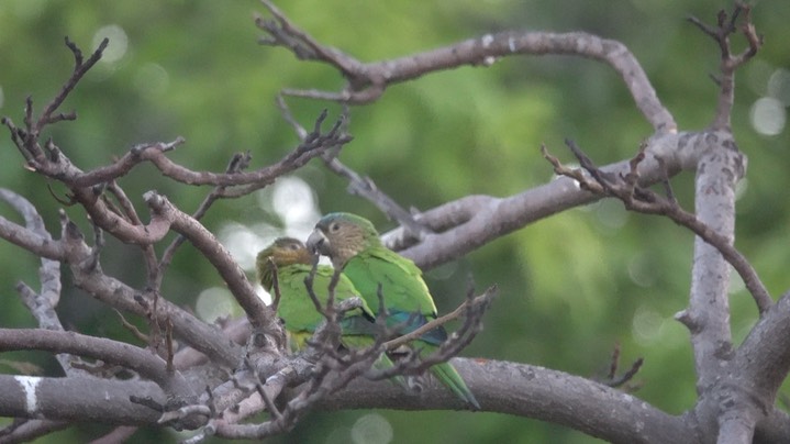 Parakeet, Brown-throated (Colombia) 2