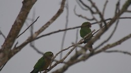 Parakeet, Olive-throated