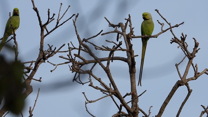 Parakeet, Rose-ringed 1