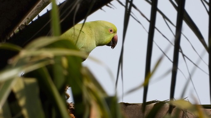 Parakeet, Rose-ringed 2