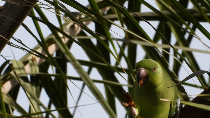 Parakeet, Rose-ringed 3