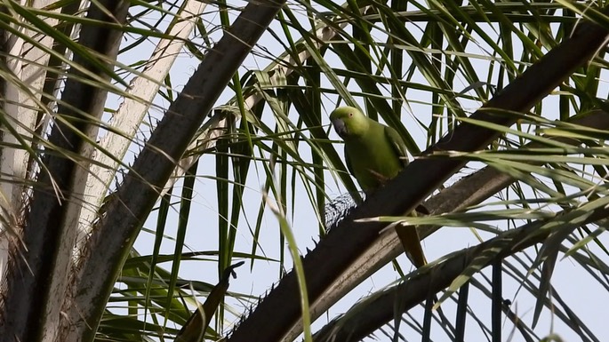 Parakeet, Rose-ringed 4