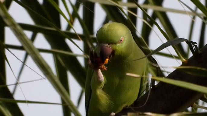 Parakeet, Rose-ringed 5