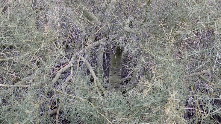 Parkinsonia microphylla, Little-Leaf Palo Verde, Bahia de los Angeles, Baja California (2)