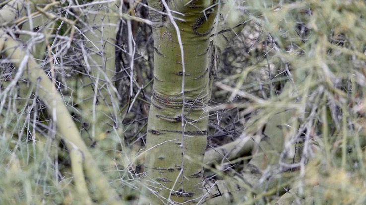 Parkinsonia microphylla, Little-Leaf Palo Verde, Bahia de los Angeles, Baja California