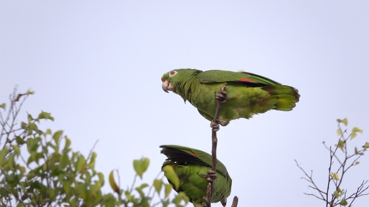 Parrot (Amazon), Yellow-crowned (Colombia) 2