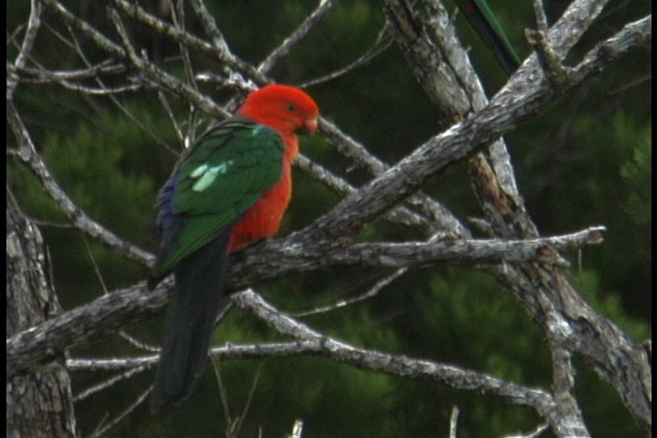 Parrot, Australian King 10