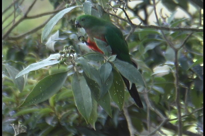 Parrot, Australian King 11