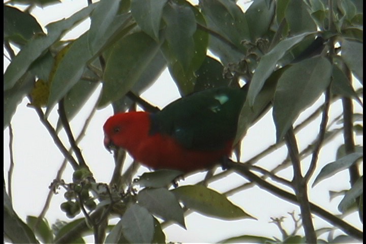 Parrot, Australian King 13