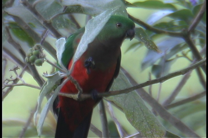 Parrot, Australian King 14