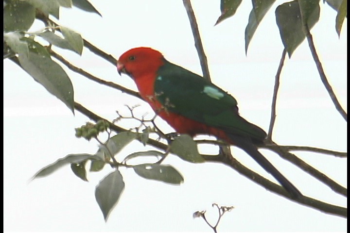 Parrot, Australian King 15