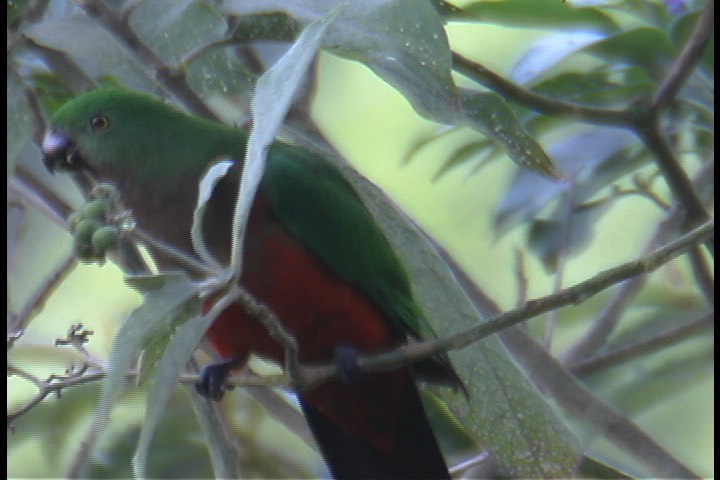 Parrot, Australian King 16