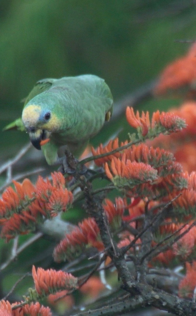 Parrot, Orange-winged 2